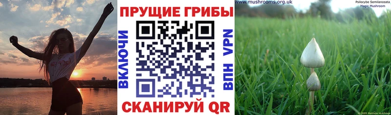 Псилоцибиновые грибы Psilocybe  цены наркотик  MEGA как войти  Салават 